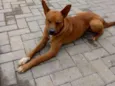 Lupy