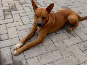 Cachorro raça SRD idade 2 anos nome Lupy