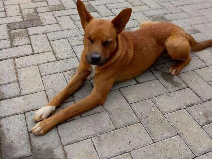 Cachorro ra a SRD idade 2 anos nome Lupy
