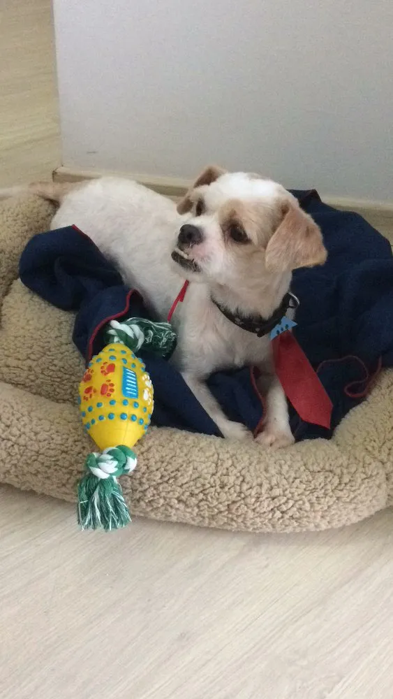 Cachorro ra a Shih-Tzu  idade 3 anos nome Woody