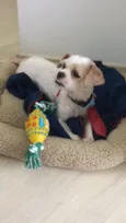 Woody