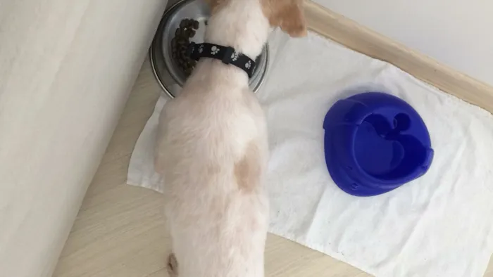 Cachorro ra a Shih-Tzu  idade 3 anos nome Woody