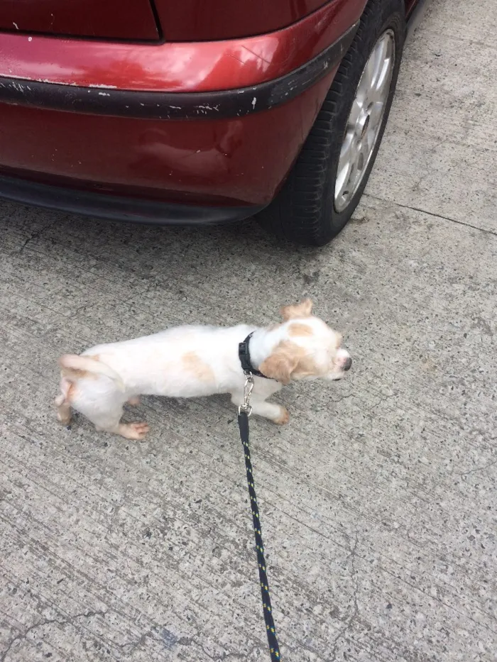 Cachorro ra a Shih-Tzu  idade 3 anos nome Woody
