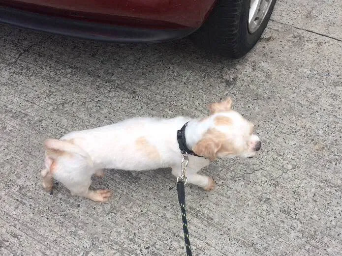 Cachorro ra a Shih-Tzu  idade 3 anos nome Woody