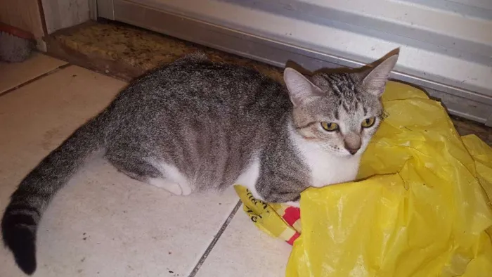 Gato ra a SRD idade  nome Big