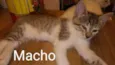 Filhotes de Gato