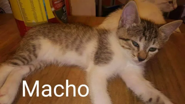 Gato ra a SRD idade 2 a 6 meses nome Filhotes de Gato