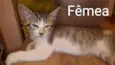 Filhotes de Gato