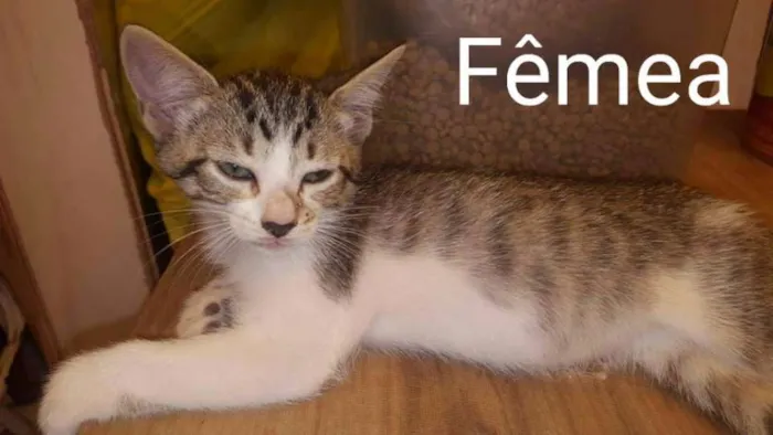 Gato ra a SRD idade 2 a 6 meses nome Filhotes de Gato