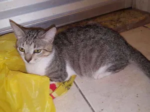 Gato raça SRD idade  nome Big