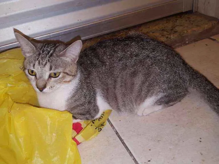 Gato ra a SRD idade  nome Big