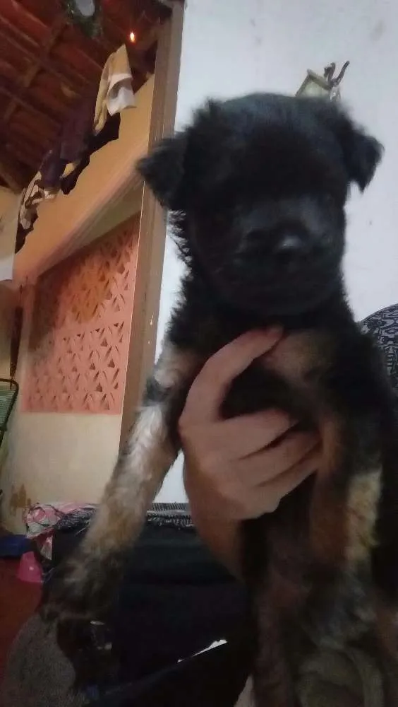 Cachorro raça SRD idade Abaixo de 2 meses nome Sem nome 