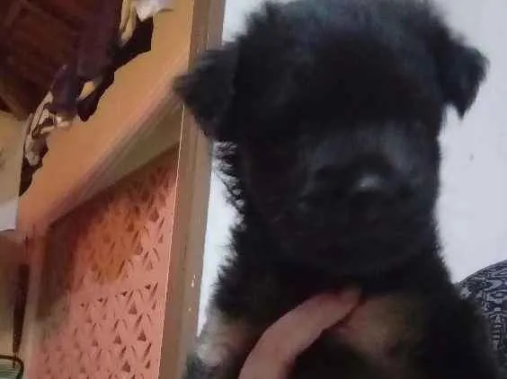 Cachorro raça SRD idade Abaixo de 2 meses nome Sem nome 