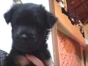 Cachorro raça SRD idade Abaixo de 2 meses nome Sem nome 
