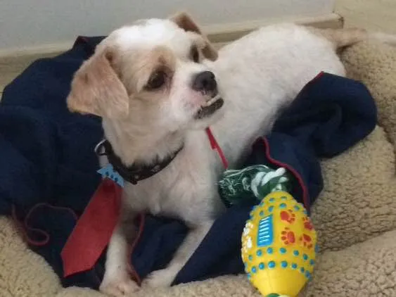 Cachorro ra a Shih-Tzu  idade 3 anos nome Woody