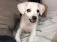 Pipoca