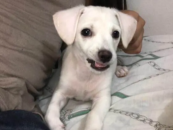 Cachorro ra a Vira-lata  idade 2 a 6 meses nome Pipoca