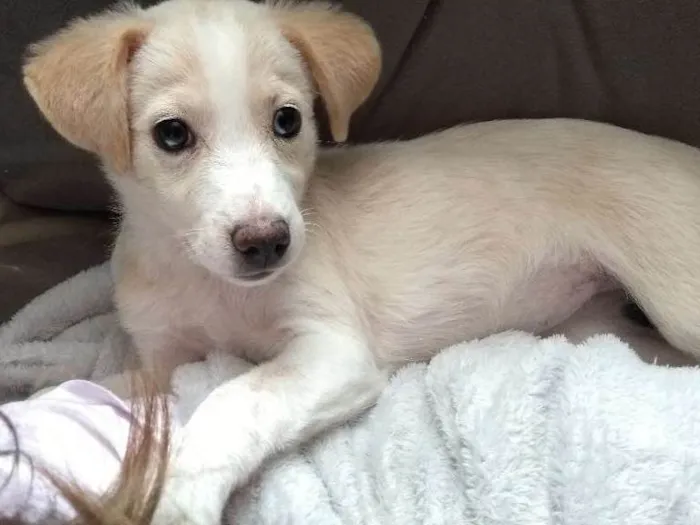 Cachorro ra a Indefinida idade 2 a 6 meses nome Julieta