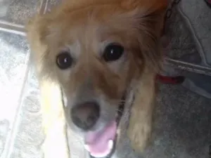Cachorro raça  idade 1 ano nome Lala