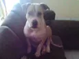 Hercules