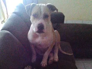 Cachorro raça Pitbull idade 1 ano nome Hercules