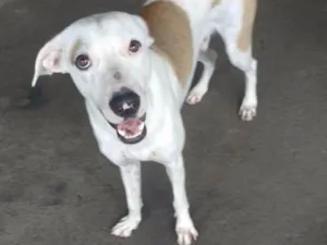 Cachorro raça Sem raça definida idade 1 ano nome Fred
