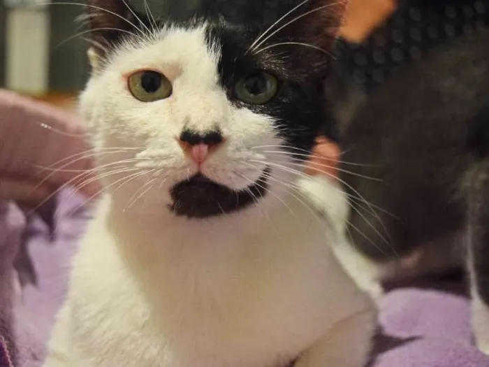 Gato ra a SRD idade 1 ano nome Cindy