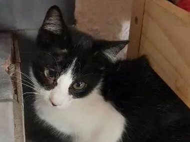 Gato ra a SRD idade 2 a 6 meses nome Paul