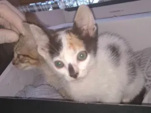 Gato raça Srd idade Abaixo de 2 meses nome 2 filhotes lindas