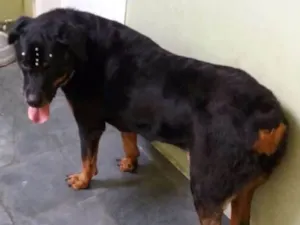 Cachorro raça Rottweiler idade 6 ou mais anos nome LUNA