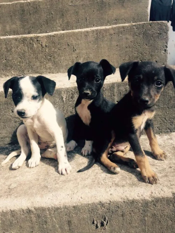 Cachorro ra a Vira Lata idade Abaixo de 2 meses nome Sem nome
