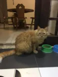 raj
