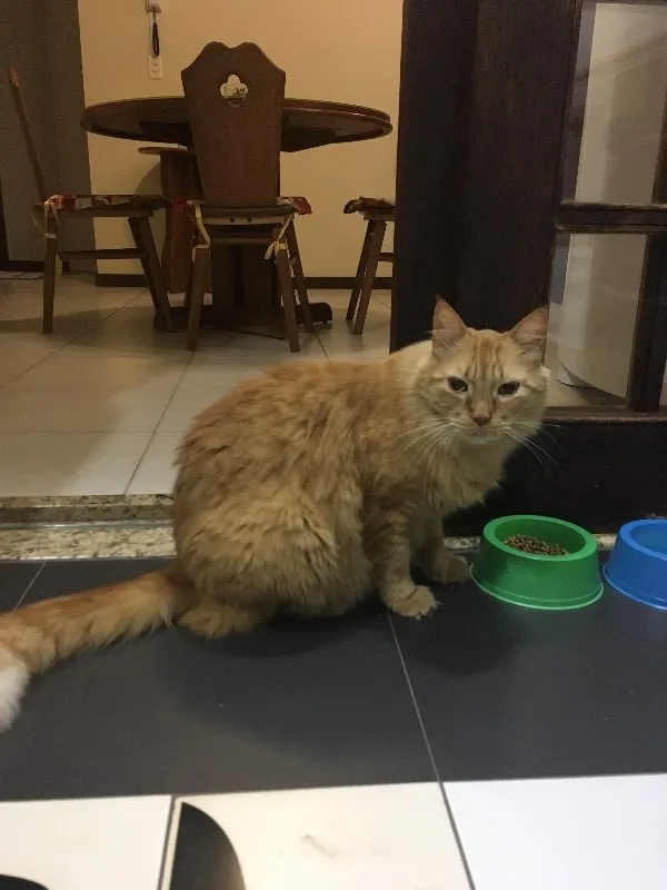 Gato ra a mestiço idade 6 ou mais anos nome raj