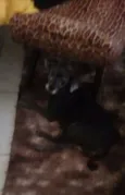 Pretinha