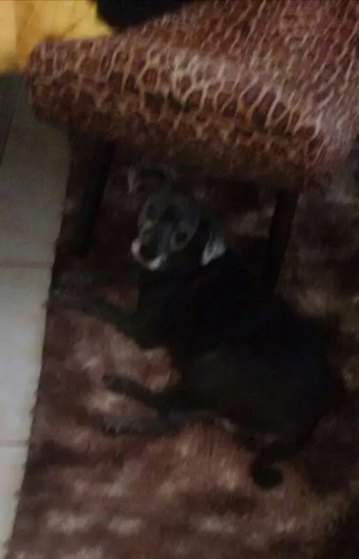 Cachorro raça  idade  nome Pretinha