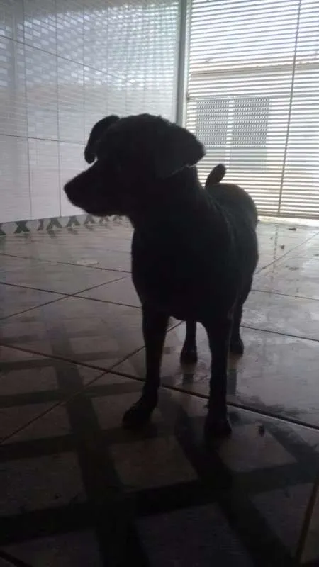 Cachorro raça  idade  nome Pretinha