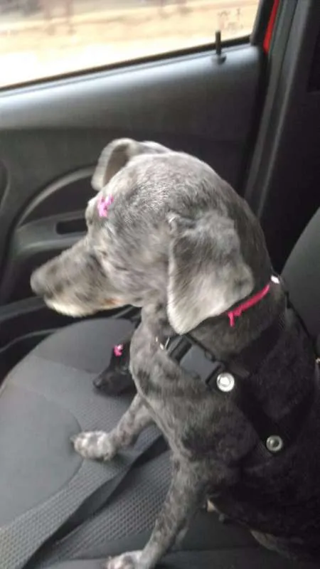 Cachorro raça  idade  nome Pretinha