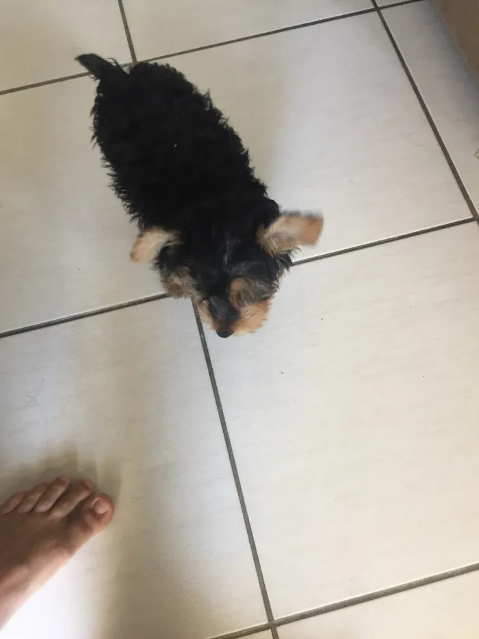 Cachorro raça Yorkishare Terrier idade 2 a 6 meses nome Frederico