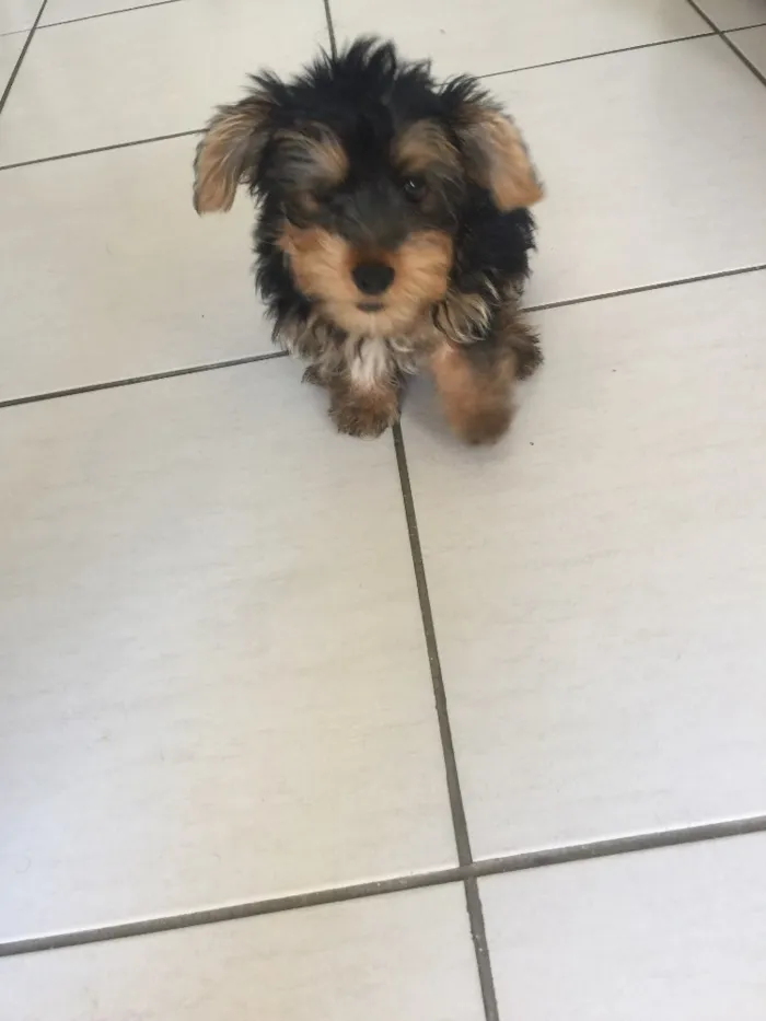 Cachorro raça Yorkishare Terrier idade 2 a 6 meses nome Frederico