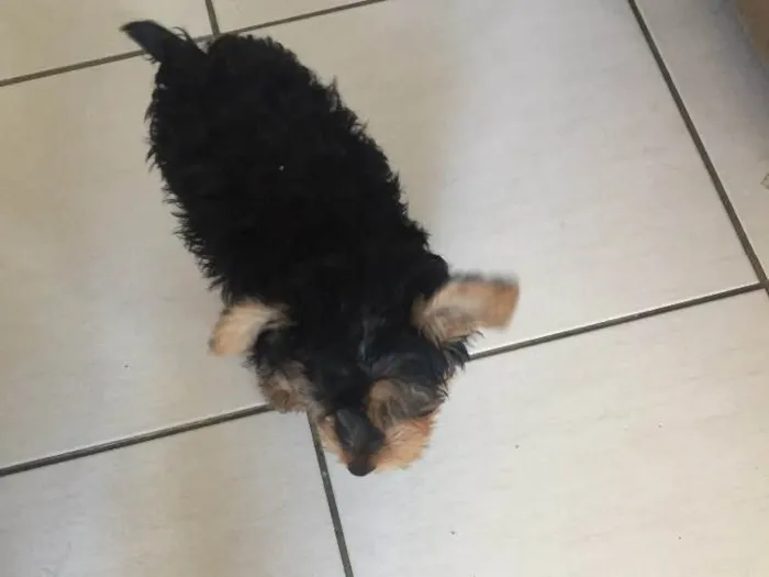 Cachorro raça Yorkishare Terrier idade 2 a 6 meses nome Frederico