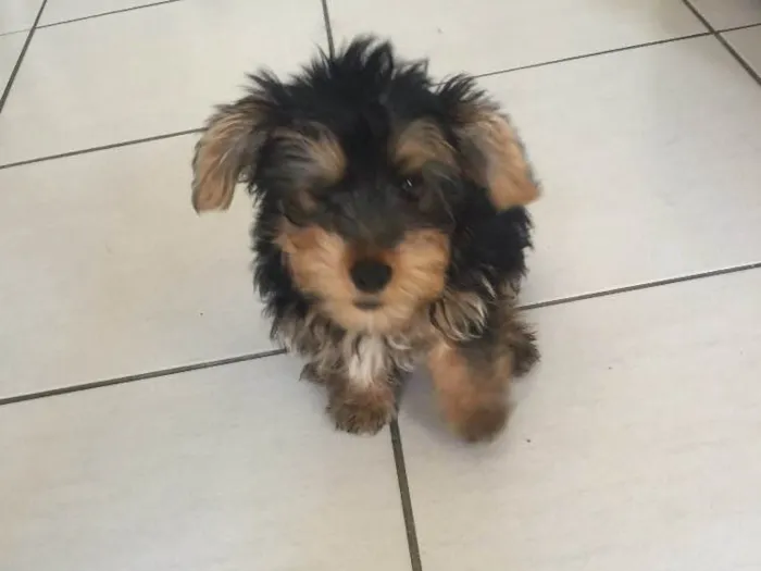 Cachorro raça Yorkishare Terrier idade 2 a 6 meses nome Frederico
