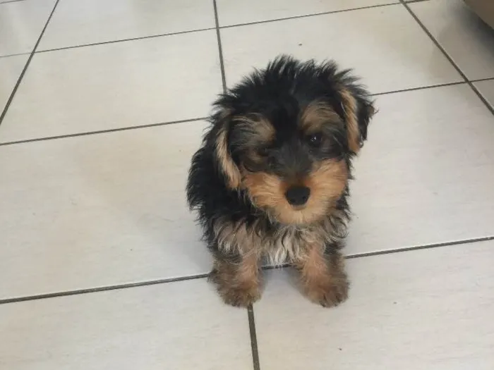 Cachorro raça Yorkishare Terrier idade 2 a 6 meses nome Frederico