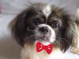 Cachorro raça Pequinês idade 1 ano nome Jimmy