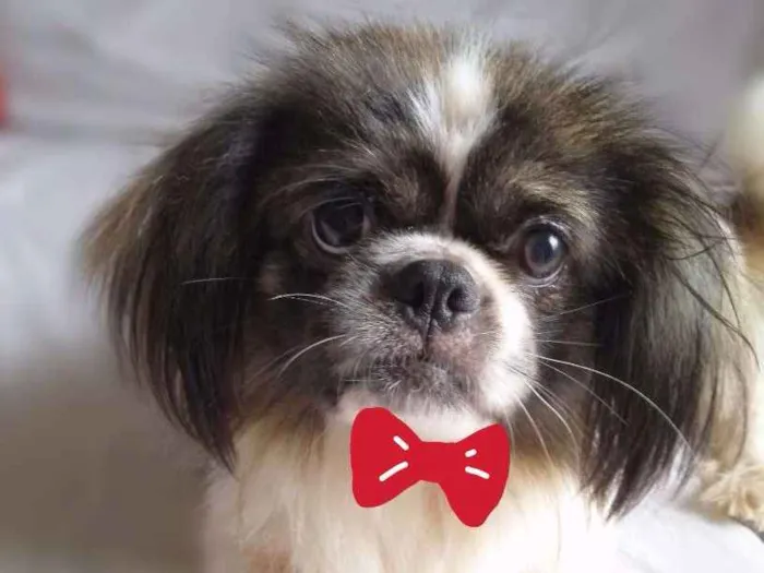 Cachorro ra a Pequinês idade 1 ano nome Jimmy