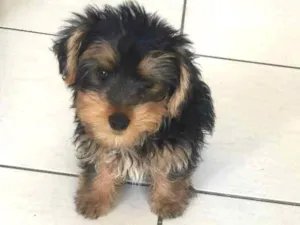 Cachorro raça Yorkishare Terrier idade 2 a 6 meses nome Frederico