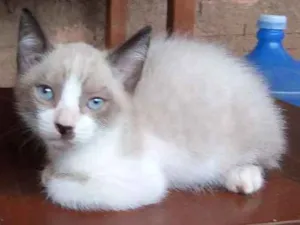 Gato raça Misturado idade 2 a 6 meses nome Preta e Branca