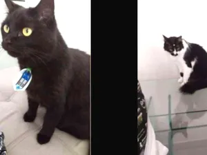 Gato raça Vira lata idade 5 anos nome Gato é Gata