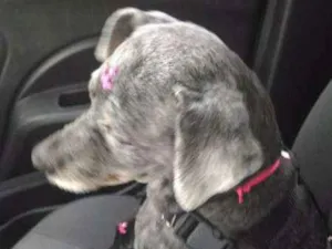 Cachorro raça  idade  nome Pretinha