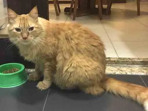Gato ra a mestiço idade 6 ou mais anos nome raj