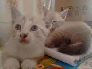 Gato raça  idade Abaixo de 2 meses nome Sem nome